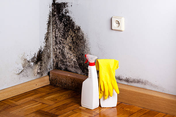 Why You Should Choose Our Mold Remediation Services in Colesville, MD